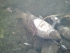 На «запретке» погибла рыба (фото+видео)