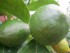 37 лимонных деревьев растут в Гае