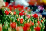 Будет ли символом Оренбуржья тюльпан?