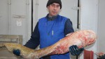 В Ириклинском водохранилище рыбаки выловили сомов - гигантов