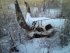 Скотомогильник приведут в порядок