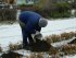 Розы «консервируют» на зиму