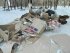 «Соседдушка» поступает не по-соседски?