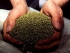 В «Калине» везли килограмм марихуаны