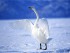 Белые лебеди на белом снегу