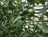 37 лимонных деревьев растут в Гае