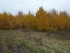 Октябрьский подберезовик