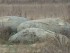 «Лунные камни» в городском парке