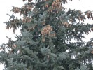 У супругов Точеных - новогодняя 10-метровая ель