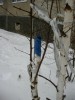 Деревце излечили изолентой