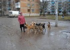 200 000 рублей - на отлов безнадзорных животных