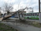 На ул.Орской рухнуло сухое дерево