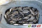 Рыбий переполох