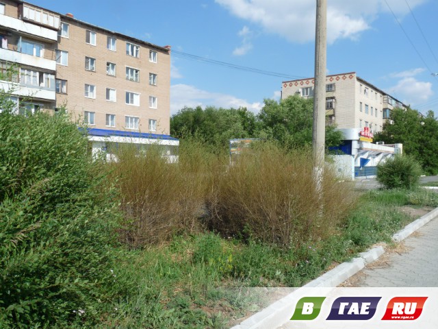 Напали листогрызущие гусеницы