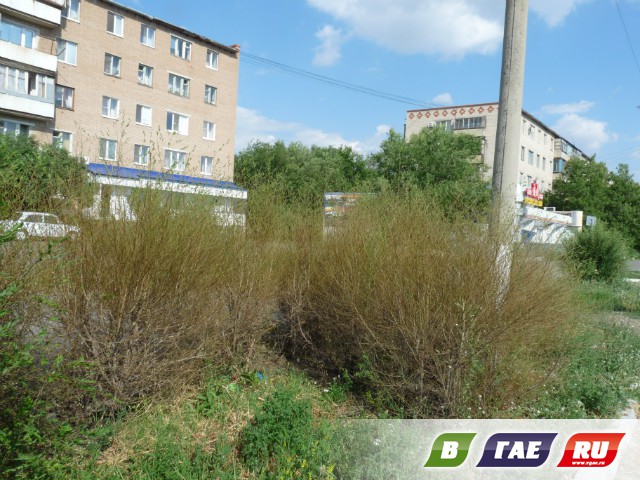 Напали листогрызущие гусеницы