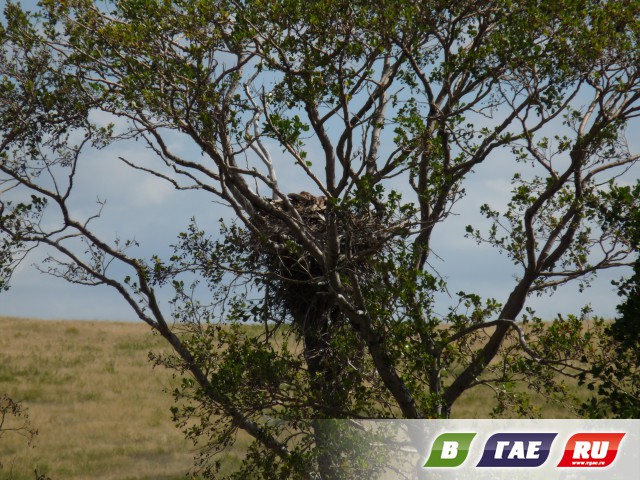 Гнездо орла найдено у горы Любви