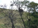 Гнездо орла найдено у горы Любви