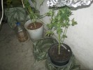 Гайчанин выращивал в гараже марихуану