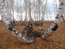 Антинганские березы
