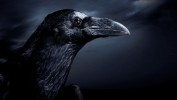 Черный ворон каркнул в полночь