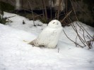 Редкий случай: полярная сова залетела в Гай