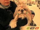 Ши - Тцу Мэна привезла «Серебряную лапу»