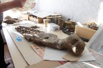 В Гайском районе обнаружен скелет плезиозавра