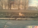 Найдена собака. Розыск хозяина!