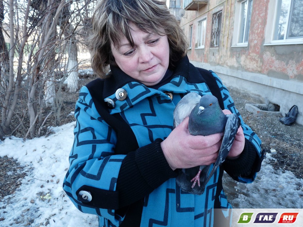 Голубей связали и запутали. Операция по спасению