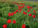 Тюльпаны воруют с городской клумбы