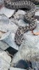 На Ириклинском обнаружены змеи