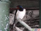 Необычное пернатое соседство