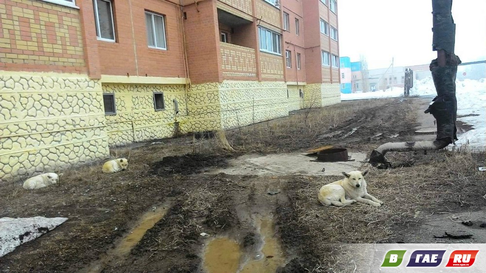 Три белых собаки разорвали кошку