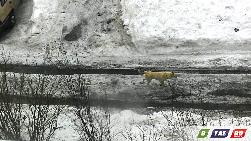 Три белых собаки разорвали кошку