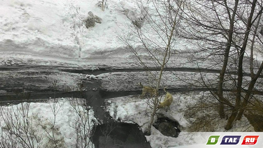 Три белых собаки разорвали кошку