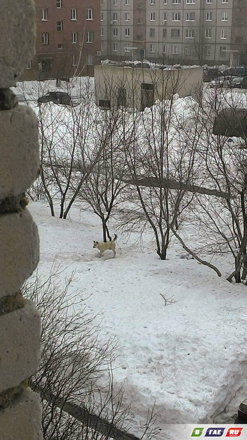 Три белых собаки разорвали кошку
