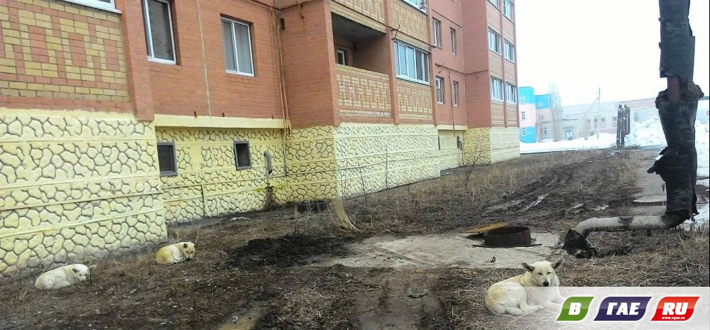 Три белых собаки разорвали кошку