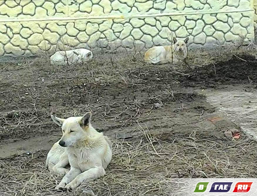 Три белых собаки разорвали кошку