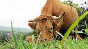 Трагедия в Репино: хозяйский бык убил работника