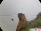 Сурка добыл без охотничьего билета
