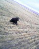 В Гайском районе бродит медведь