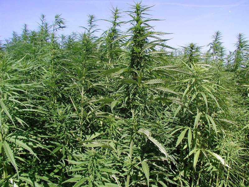 Конопля растущая на огороде марихуана и радиация