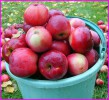 В Гае пенсионерку привлекли за хищение яблок