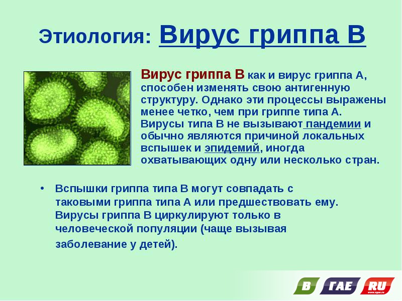 В округе циркулируют вирусы гриппа В