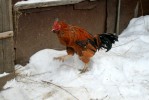 ЗА ПЕТУХОМ!-3.  Новогодний  репортаж