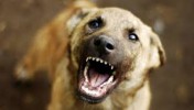 Ответственность за укусы собак несут их владельцы