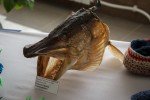 «Гаймежрайгаз» отметил 50-летний юбилей!