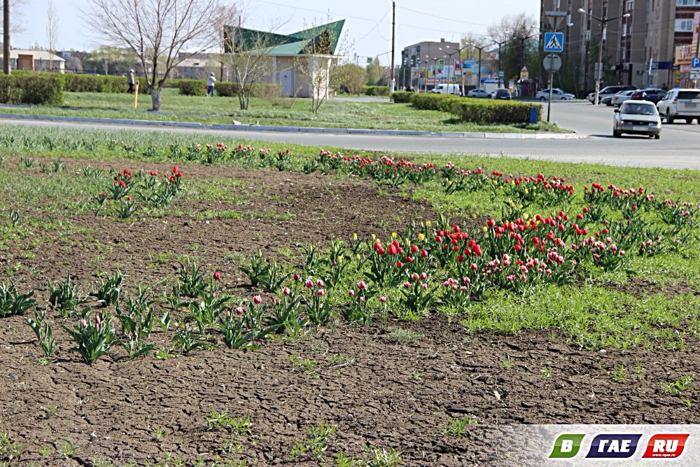 Тюльпан оренбургская область погода первомайский. Клумбы города Гая. Тюльпаны на клумбах города. Оренбургские тюльпаны. Тюльпан Оренбургская область.