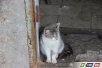 Пилы визжали, собаки лаяли, Булка  целовалась