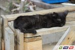 Пилы визжали, собаки лаяли, Булка  целовалась